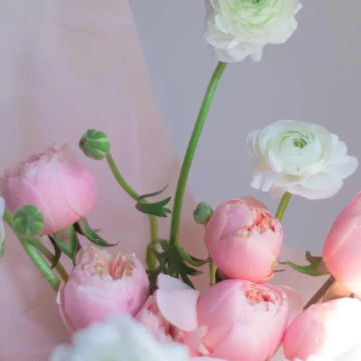Pink and white ranunculus in blush paper