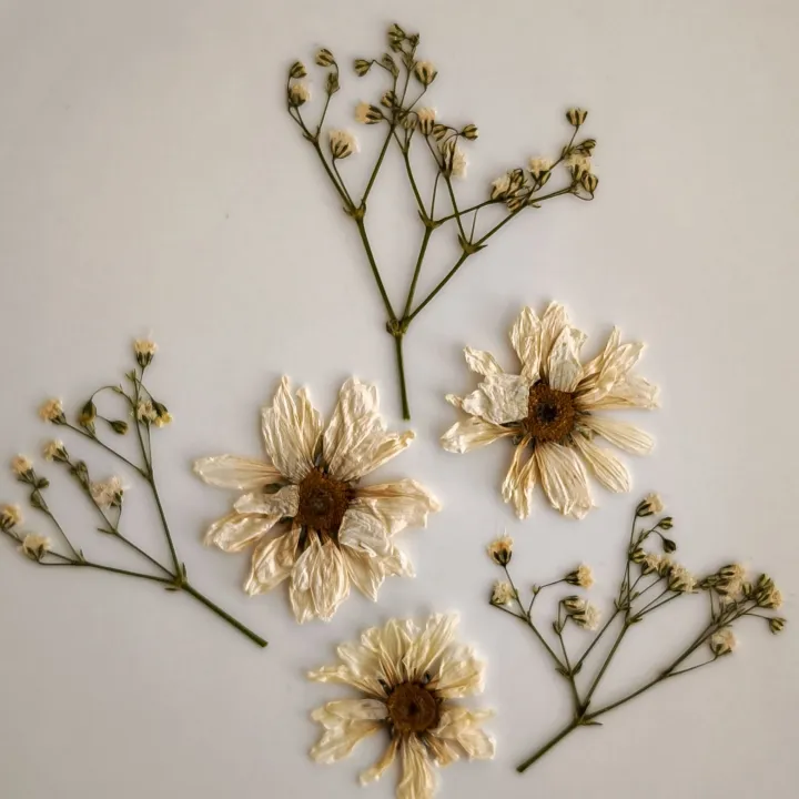 Dried cream daisies and baby's breath
