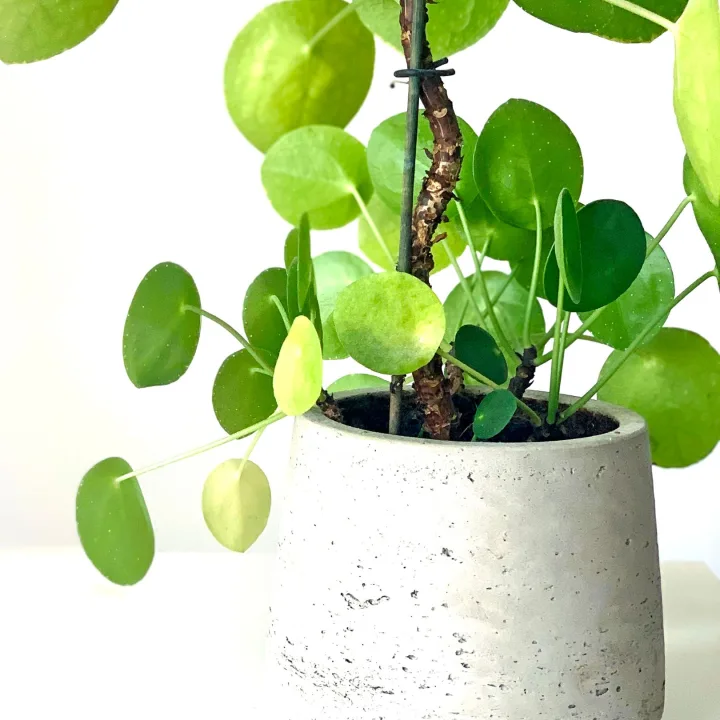 Green pilea in a pale pot