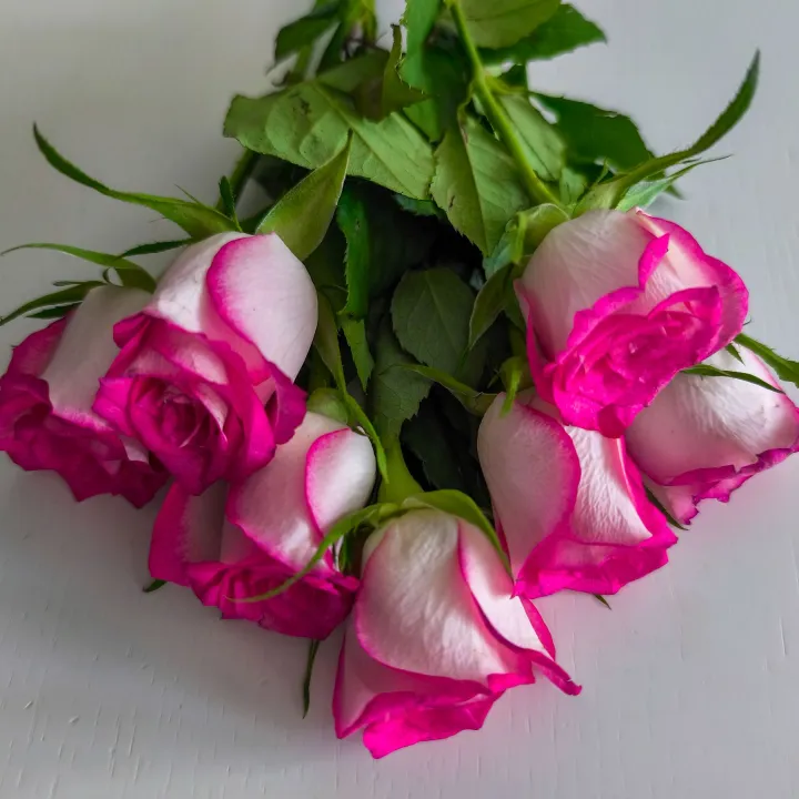 Pink-edged white roses