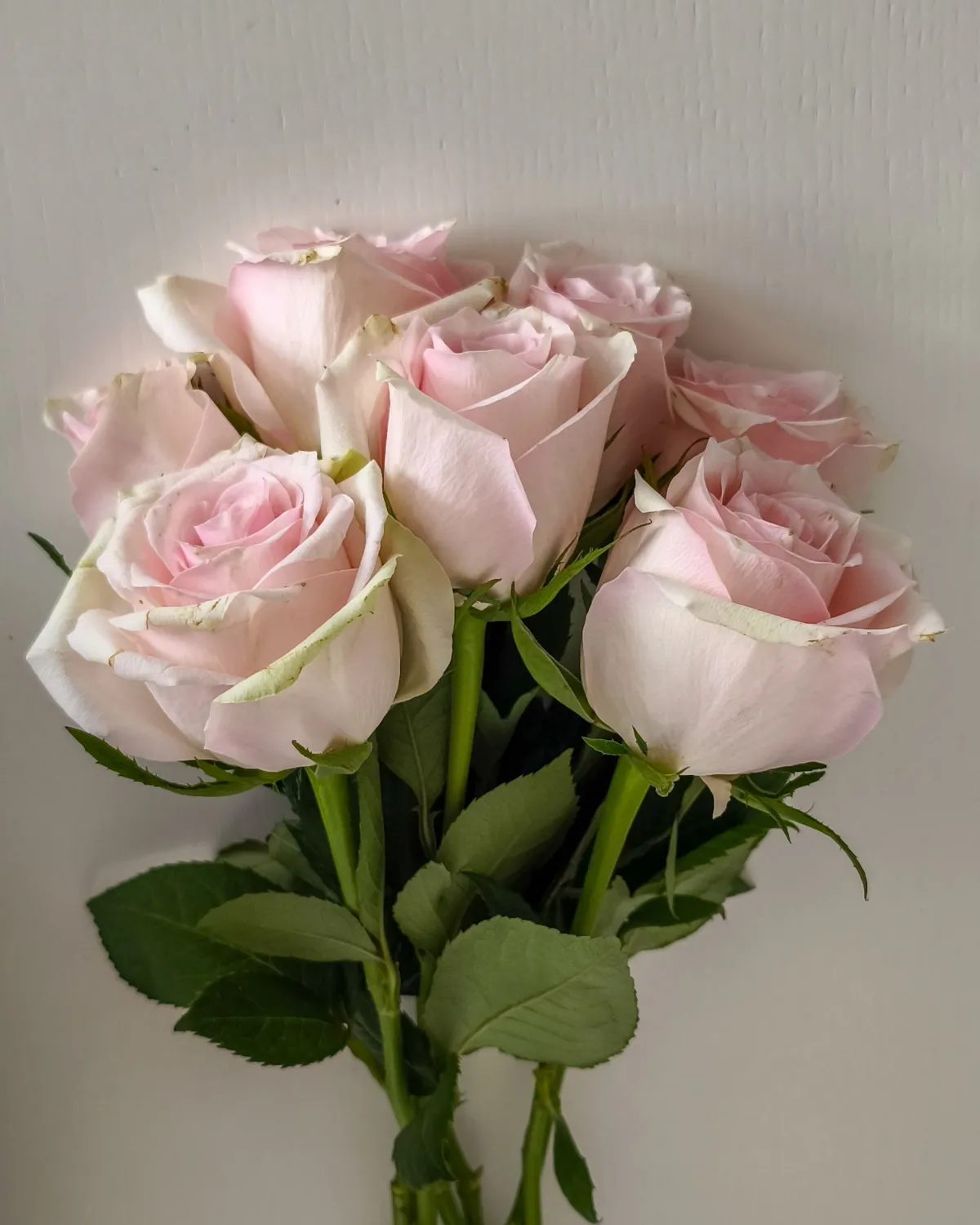Pale pink roses against a light wall