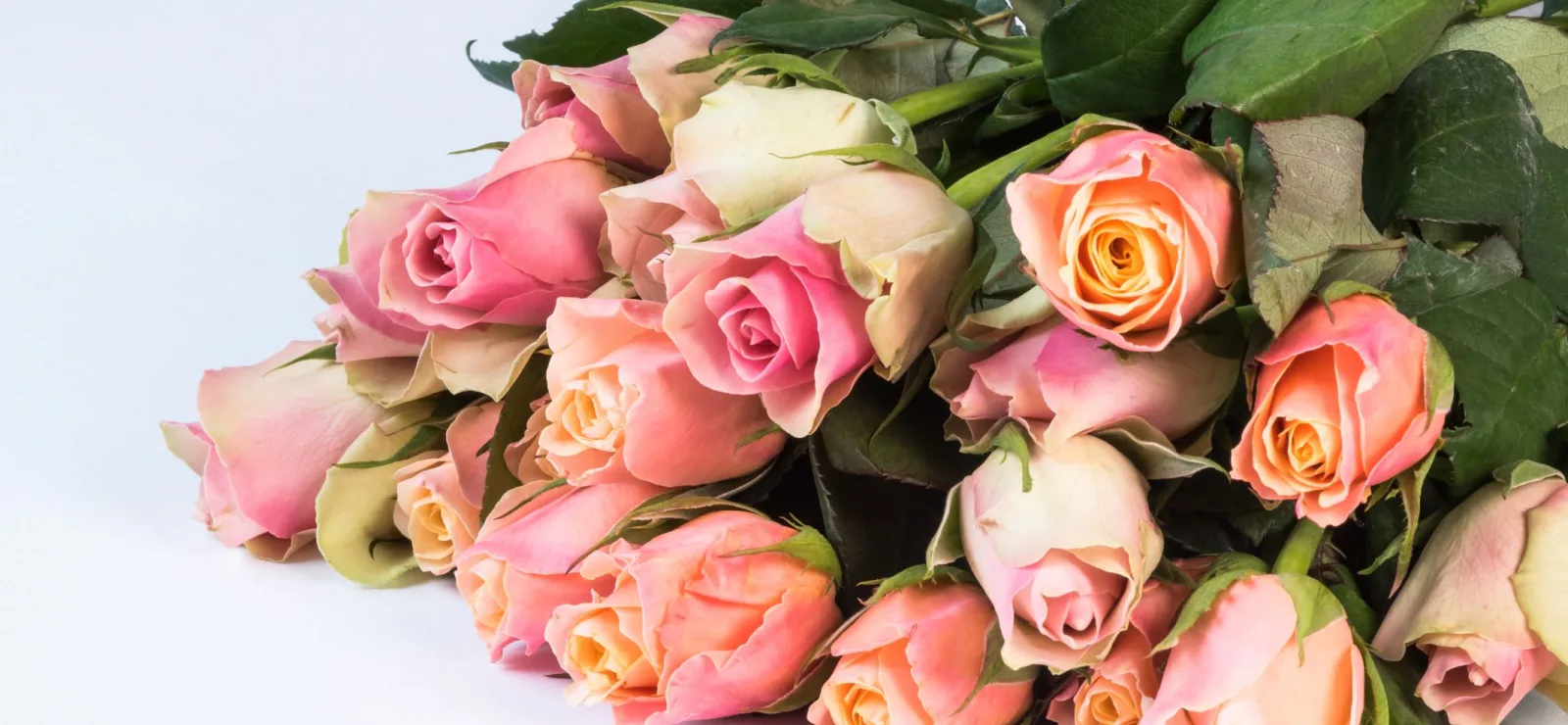 Pink and peach roses