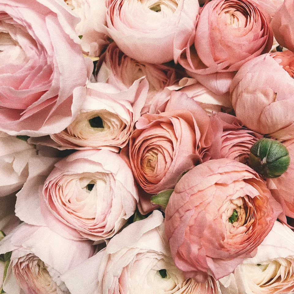 Blush ranunculus packed close together