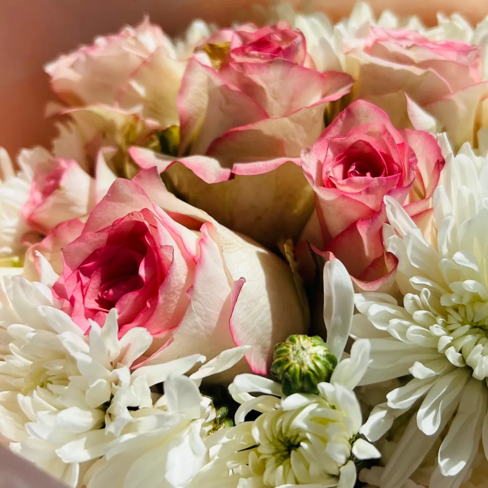 Pink and cream roses with white chrysanthemums