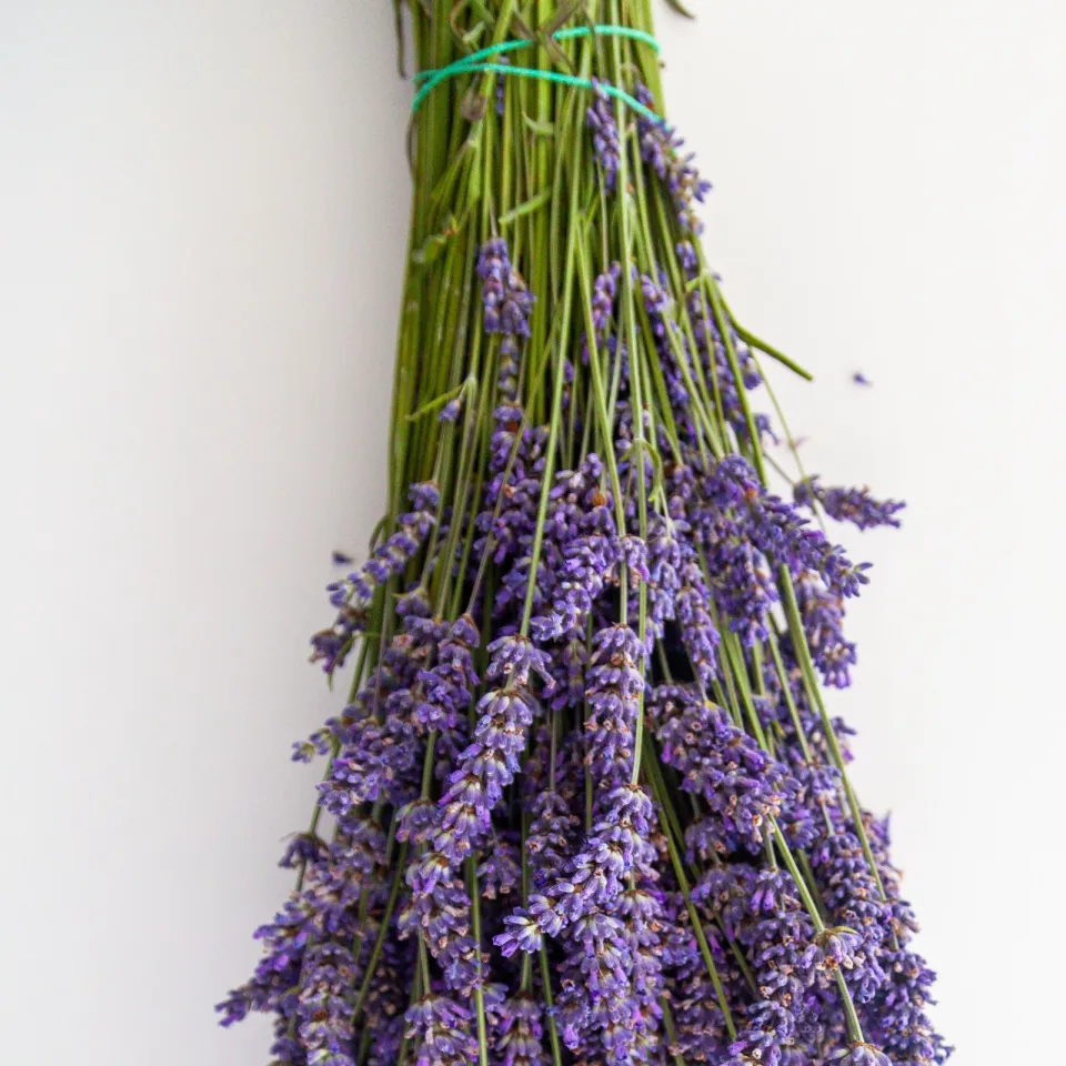Tied bundle of dried lavender