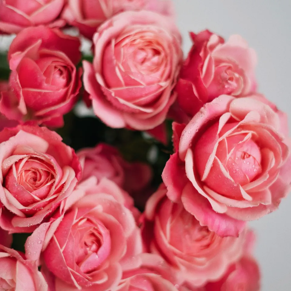 A dense bouquet of pink roses