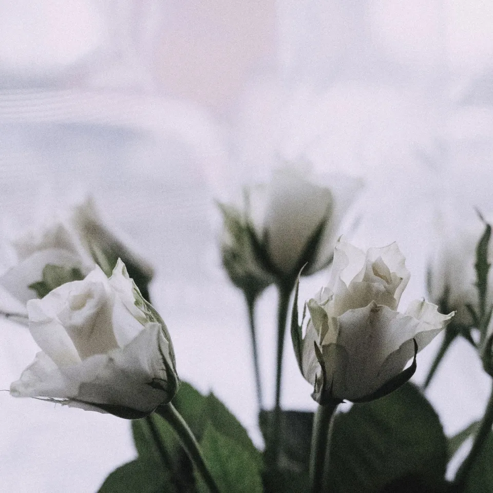 White roses in soft window light